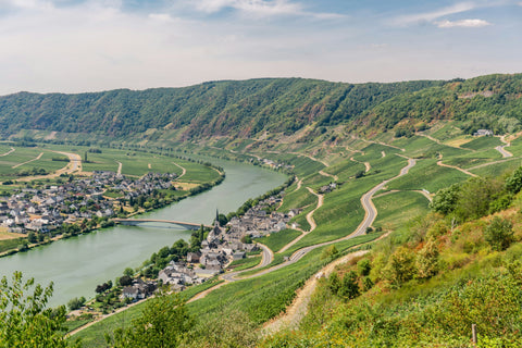 riesling wines of the mosel region